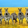 Wrong vs. Different wrong-zebra