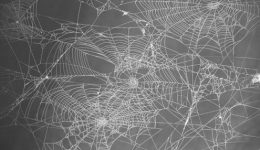 graycobwebs