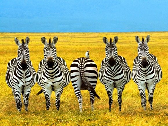 wrong-zebra