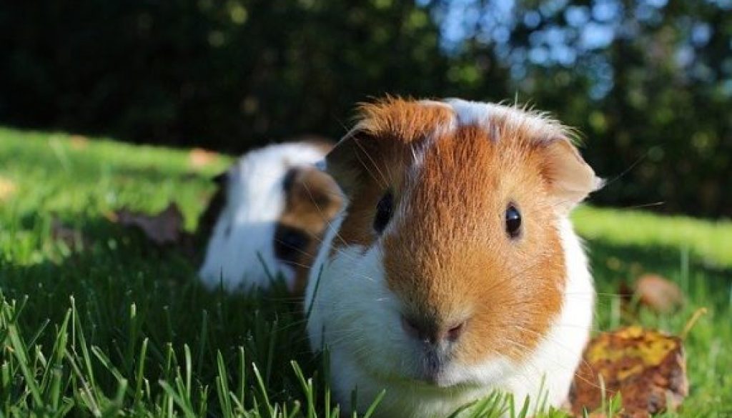 guinea pig