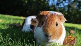 guinea pig