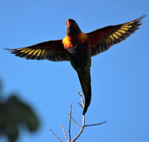 stretch your wings