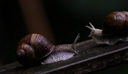 slow as a snail sale