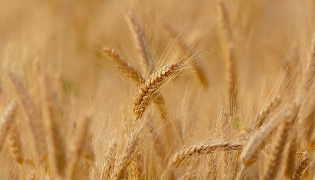 wheat from chaff