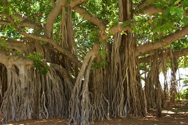 ideas taking root