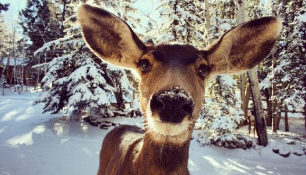 deer in headlights